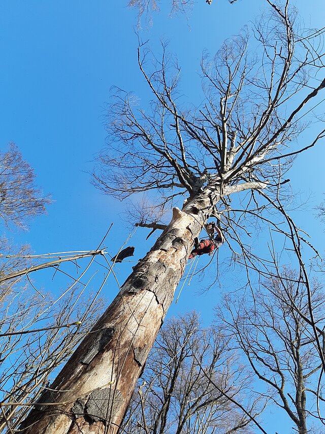 Ein Baumkletterer hängt an einem Seil an einem abgestorbenen Baum und sägt diesen in mehreren Metern Höhe ab.