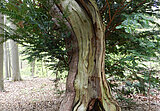 Gewundener Nadelbaum im Wald
