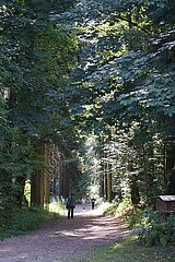 Linkziel: Link zum Beitrag mit dem Thema Laubwälder sind die bessere Klimaanlage; Bildinhalt: Halbschattiger Waldweg mit Spaziergängern