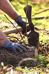 Linkziel: Link zum Beitrag mit dem Thema Internationaler Tag des Waldes; Bildinhalt: Hände graben einen kleinen Baumsetzling in die Erde.