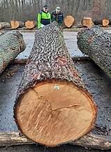 Linkziel: Link zum Beitrag mit dem Thema Jahrelange Waldpflege zahlt sich aus; Bildinhalt: Riesiger Holzstamm, am anderen Ende stehen 2 Männer