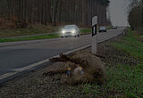 Linkziel: Link zum Beitrag mit dem Thema Dunkle Jahreszeit birgt Risiko von Wildunfällen; Bildinhalt: Totes Wild am Straßenrand
