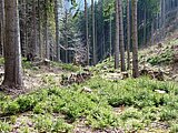 Linkziel: Link zum Beitrag mit dem Thema Naturverjüngung oder Forstkultur?; Bildinhalt: Eine Fläche mit jungen Bäumchen zwischen großen alten Bäumen.