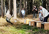 Eine Gruppe Menschen in im Wald. Davor Kisten mit ausfahrbaren Kalppen. Aus einer dieser Kisten fliegt ein Auerhuhn heraus. 