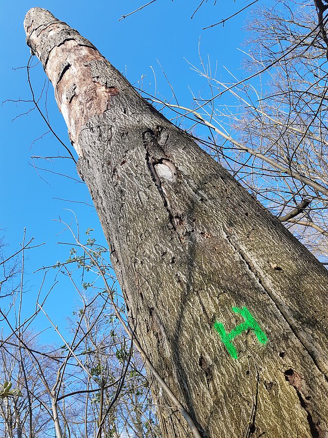 Ein abgestorbener Baum, der in mehreren Metern Höhe abgesägt wurde, um als Lebensraum erhalten zu bleiben.