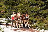 Linkziel: Link zum Beitrag mit dem Thema ThüringenForst-Ausbildungsoffensive nimmt weiter Fahrt auf; Bildinhalt: Ein Auszubildender läuft hinter zwei Rückpferden auf dem Waldweg im Winter. Nebendran läuft ein Jagdhund.