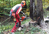 Linkziel: Link zum Beitrag mit dem Thema Heiße Jobs und coole Typen; Bildinhalt: Forstwirt in voller Arbeitsmontur bei der Fällung eines Baumes im Laubwald