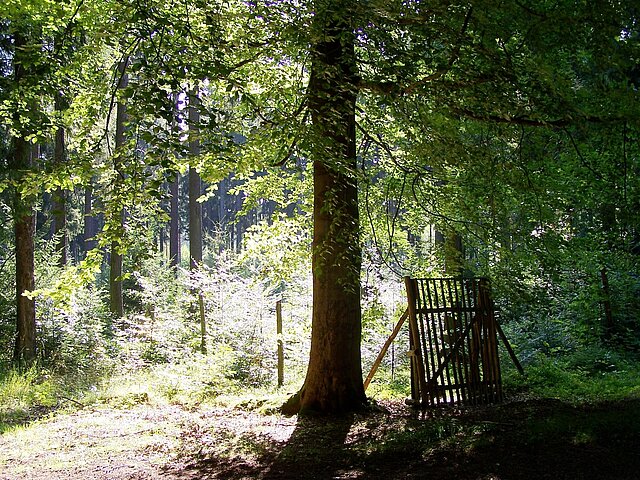 Ein Gatter mit Zaun neben einer großen Buche im Wald, schützt die jungen Tannen vor Wildverbiss. 