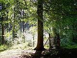 Linkziel: Link zum Beitrag mit dem Thema Tag der biologischen Vielfalt; Bildinhalt: Ein Gatter mit Zaun neben einer großen Buche im Wald, schützt die jungen Tannen vor Wildverbiss. 