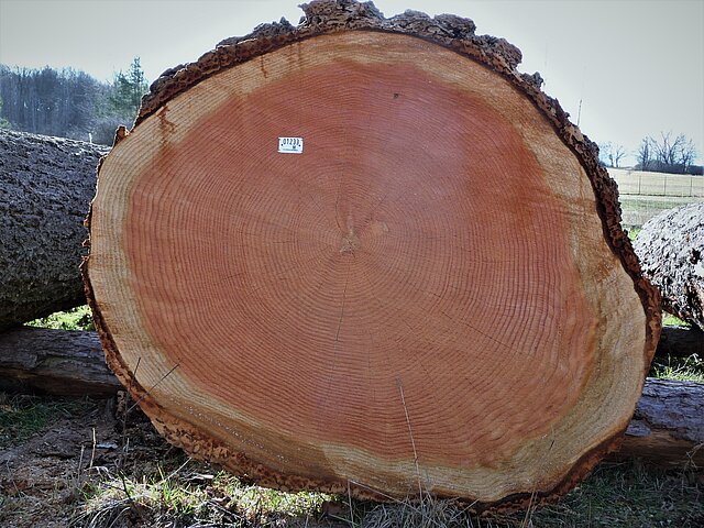Querschnitt eines Baumes mit Jahresringen