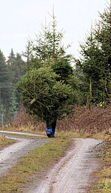 Linkziel: Link zum Beitrag mit dem Thema Weihnachtsbaum: Welcher, wohin, warum und wie?; Bildinhalt: Ein Mann trägt einen Weihnachtsbaum durch den Wald, er ist bis auf seine Beine von den Baum verdeckt.