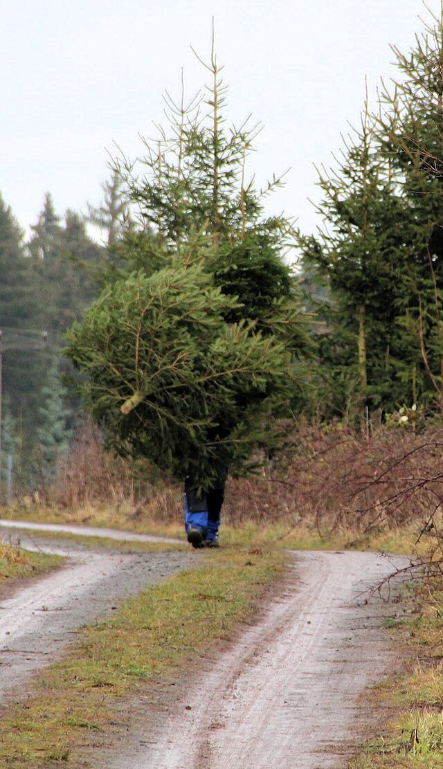 Ein Mann trägt einen Weihnachtsbaum durch den Wald, er ist bis auf seine Beine von den Baum verdeckt.