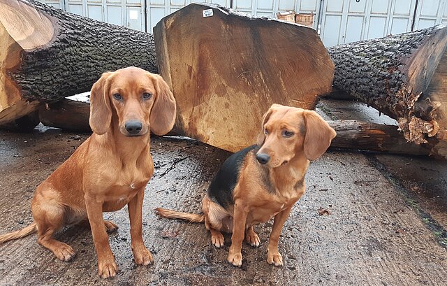 Zwei Hunde sitzen vor einem Baumstamm