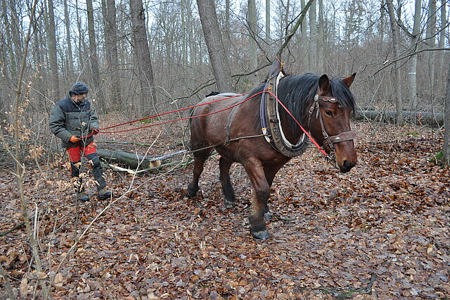 Ein Mann mit Outdoorkleidung hält die Zügel eines Rückepferdes im Laubwald