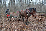 Linkziel: Link zum Beitrag mit dem Thema Großes Aufräumen im Wald mit vierbeinigen Helfern; Bildinhalt: Ein Mann mit Outdoorkleidung hält die Zügel eines Rückepferdes im Laubwald