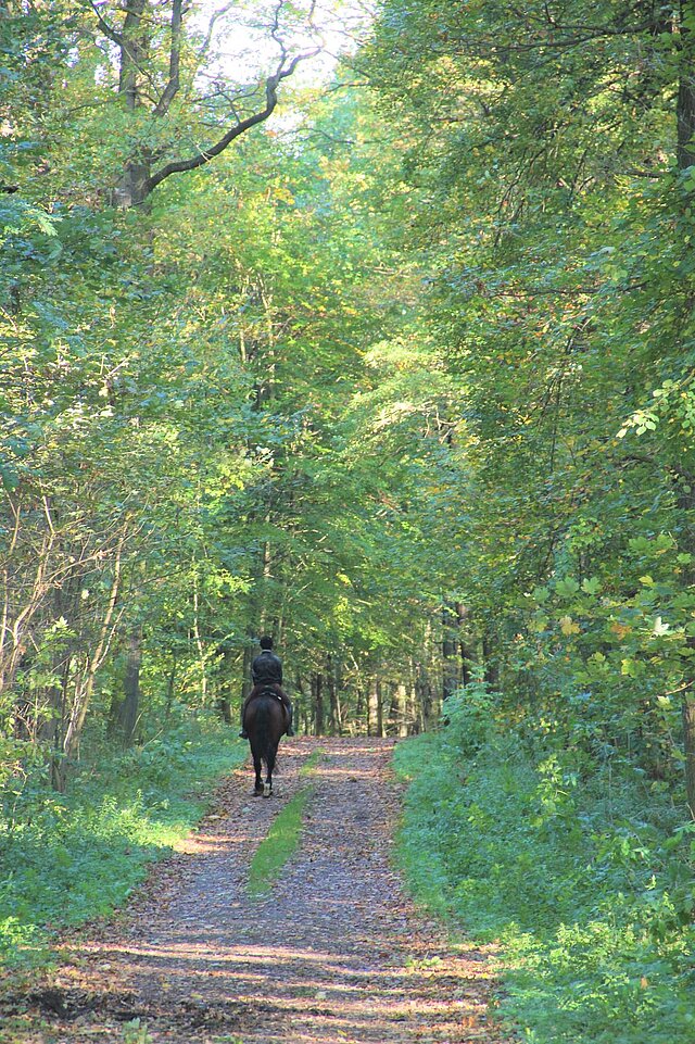 Ein Reiter auf einem schwarzen Pferd, von hinten auf einem Waldweg im Frühling.