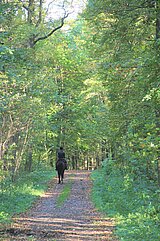 Linkziel: Link zum Beitrag mit dem Thema Hunde müssen beim Waldspaziergang an die Leine; Bildinhalt: Ein Reiter auf einem schwarzen Pferd, von hinten auf einem Waldweg im Frühling.